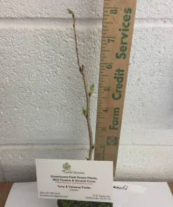 Double Pink Flowering Cherry Tree Live Plant - Ornamental, Zones 4-8 - Image 3