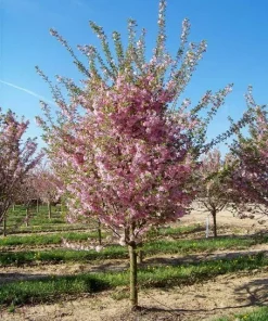 Double Pink Flowering Cherry Tree Live Plant - Ornamental, Zones 4-8 - Image 4