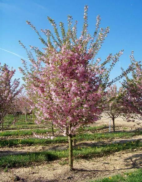 Double Pink Flowering Cherry Tree Live Plant - Ornamental, Zones 4-8 - Image 4