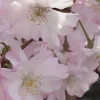 Double Pink Flowering Cherry Tree Live Plant - Ornamental, Zones 4-8 - Image 1