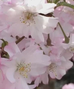 Double Pink Flowering Cherry Tree Live Plant - Ornamental, Zones 4-8 - Image 1