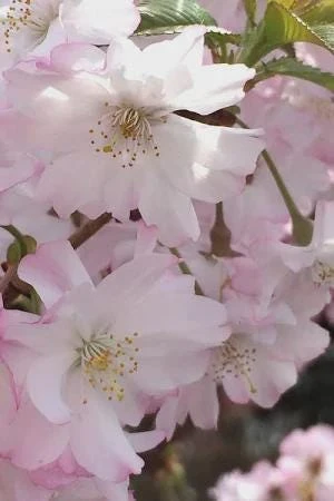 Double Pink Flowering Cherry Tree Live Plant - Ornamental, Zones 4-8 - Image 1