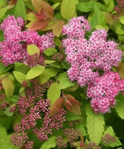 Double Play Big Bang Spirea Live Plant – Hardy Flowering Shrub – 4" Pot - Image 2