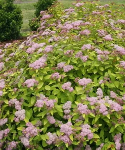 Double Play Big Bang Spirea Live Plant – Hardy Flowering Shrub – 4