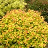 Double Play Big Bang Spirea Live Plant – Hardy Flowering Shrub – 4" Pot - Image 1