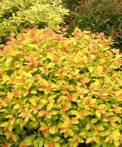 Double Play Big Bang Spirea Live Plant – Hardy Flowering Shrub – 4