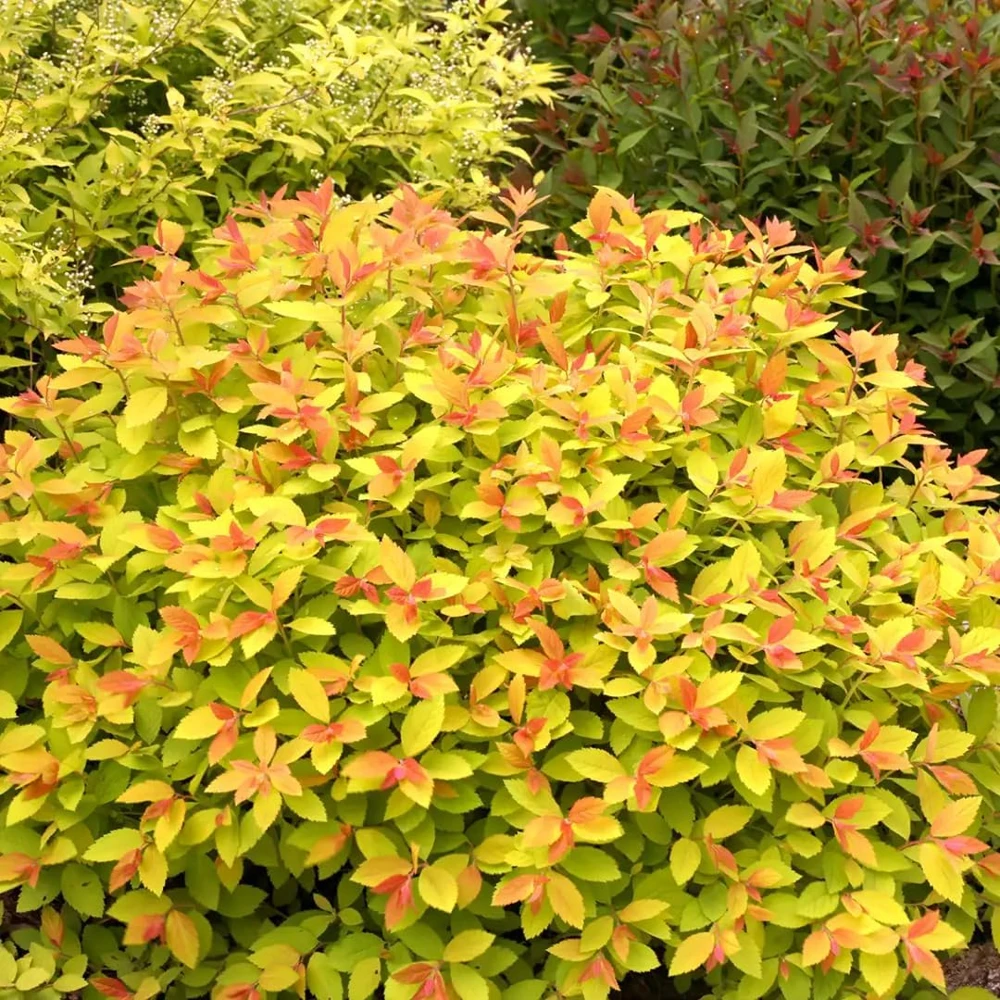 Double Play Big Bang Spirea Live Plant – Hardy Flowering Shrub – 4" Pot - Image 1