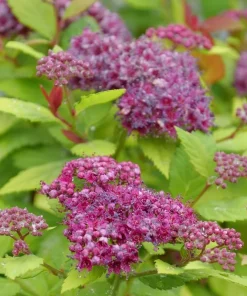 Double Play Dolly Spiraea Japonica Live Plant – 4" Pot – Yellow Foliage, Purple Flowers - Image 2