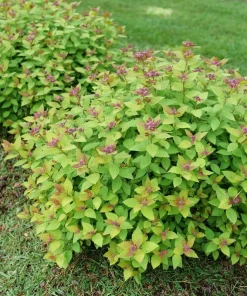 Double Play Dolly Spiraea Japonica Live Plant – 4