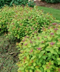 Double Play Dolly Spiraea Japonica Live Plant – 4