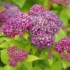 Double Play Dolly Spiraea Japonica Live Plant – 4" Pot – Yellow Foliage, Purple Flowers - Image 1