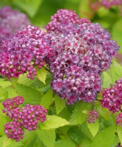 Double Play Dolly Spiraea Japonica Live Plant – 4