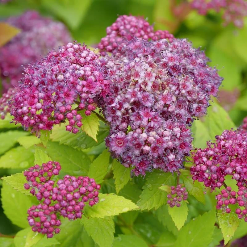 Double Play Dolly Spiraea Japonica Live Plant – 4" Pot – Yellow Foliage, Purple Flowers - Image 1