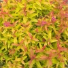 Double Play Gold Spiraea Live Plant - Golden Foliage, Pink Flowers, Outdoor Shrub, 4 inch Pot - Image 1
