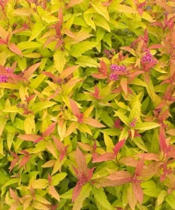 Double Play Gold Spiraea Live Plant - Golden Foliage, Pink Flowers, Outdoor Shrub, 4 inch Pot - Image 1
