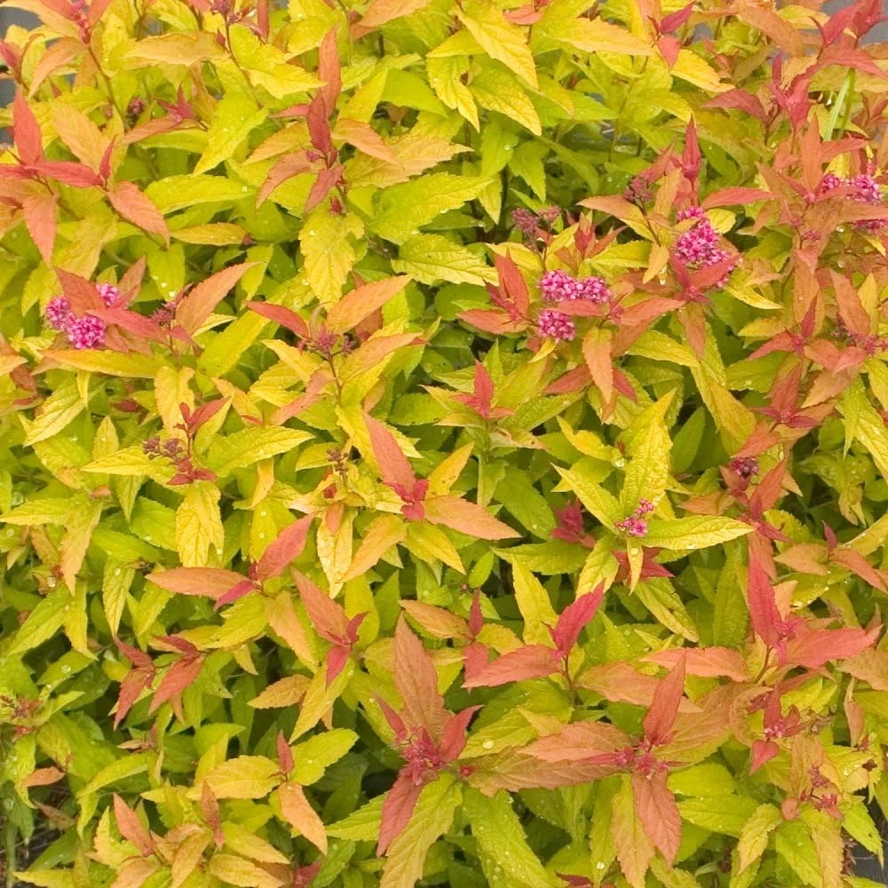 Double Play Gold Spiraea Live Plant - Golden Foliage, Pink Flowers, Outdoor Shrub, 4 inch Pot - Image 1