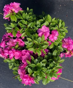 Double Purple Azalea Rhododendron Live Plant - 4" Pot - Outdoor Shrub - Image 2