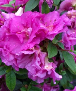 Double Purple Azalea Rhododendron Live Plant - 4