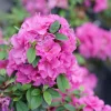 Double Purple Azalea Rhododendron Live Plant - 4" Pot - Outdoor Shrub - Image 1