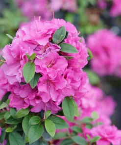 Double Purple Azalea Rhododendron Live Plant - 4