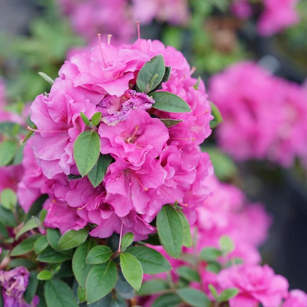 Double Purple Azalea Rhododendron Live Plant - 4" Pot - Outdoor Shrub - Image 1