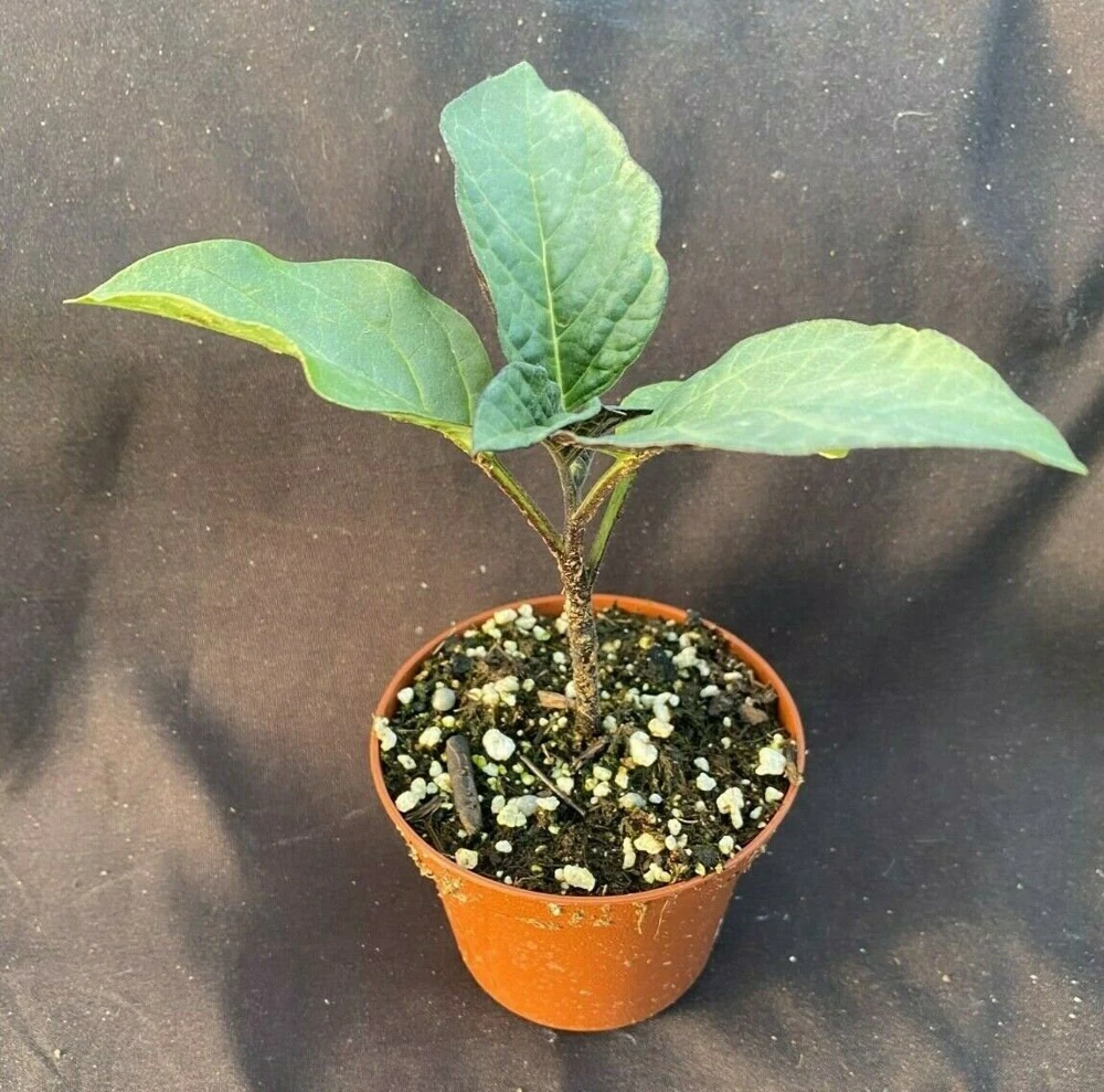 Double Purple & White Angel Trumpet Live Plant – Datura metel – 3" Pot - Image 2