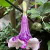 Double Purple & White Angel Trumpet Live Plant – Datura metel – 3" Pot - Image 1