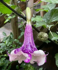 Double Purple & White Angel Trumpet Live Plant – Datura metel – 3