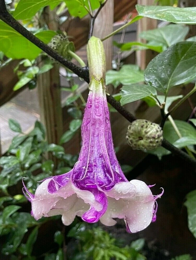 Double Purple & White Angel Trumpet Live Plant – Datura metel – 3" Pot - Image 1
