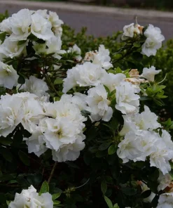 Double White Reblooming Azalea Live Plant – 4 inch Pot – Outdoor Shrub - Image 2