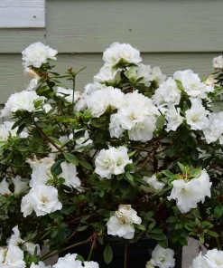 Double White Reblooming Azalea Live Plant – 4 inch Pot – Outdoor Shrub - Image 3