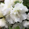 Double White Reblooming Azalea Live Plant – 4 inch Pot – Outdoor Shrub - Image 1