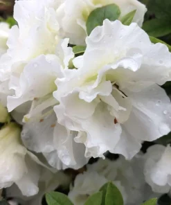 Double White Reblooming Azalea Live Plant – 4 inch Pot – Outdoor Shrub - Image 1