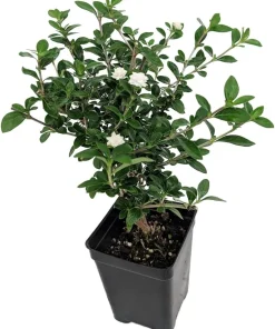 Double White Serissa Tree - Live Plant - 2.5" Pot - Indoor/Outdoor - Image 2