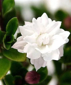 Double White Serissa Tree - Live Plant - 2.5