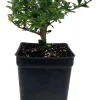 Double White Serissa Tree - Live Plant - 2.5" Pot - Indoor/Outdoor - Image 1