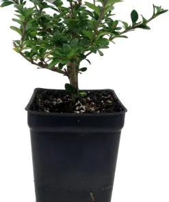 Double White Serissa Tree - Live Plant - 2.5