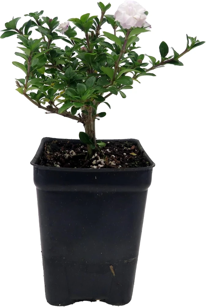 Double White Serissa Tree - Live Plant - 2.5" Pot - Indoor/Outdoor - Image 1