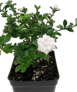 Double White Serissa Tree - Live Plant - 2.5