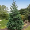 Douglas Fir Christmas Tree Live Plant – 3" Pot – Evergreen – Deer Resistant - Image 1