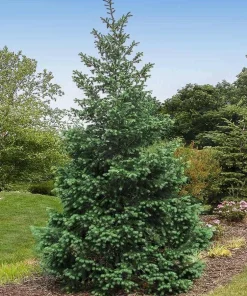 Douglas Fir Christmas Tree Live Plant – 3