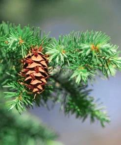 Douglas Fir Christmas Tree Live Plant – 3