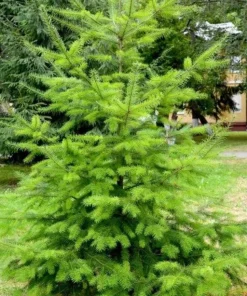 Douglas Fir Christmas Tree Live Plant – 3