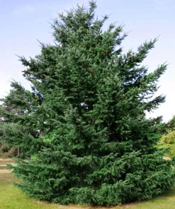 Douglas Fir Christmas Tree Live Plant – 3