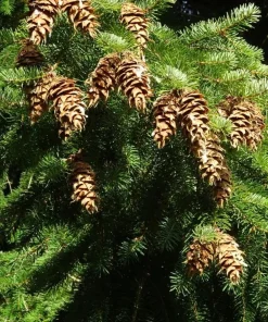 Douglas Fir Christmas Tree Live Plant – 3