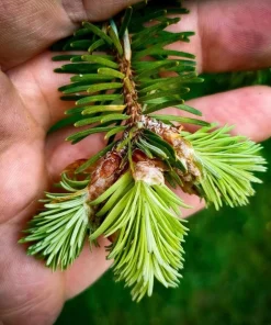 Douglas Fir Christmas Tree Live Plant – 3