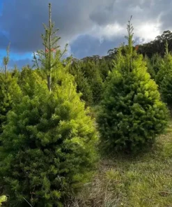 Douglas Fir Christmas Tree Live Plant – 3