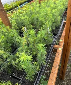 Douglas Fir Christmas Tree Live Plant – 3