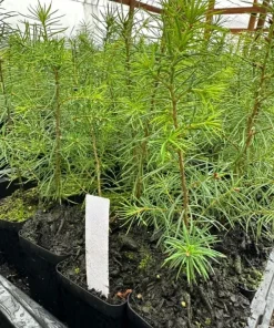 Douglas Fir Christmas Tree Live Plant – 3
