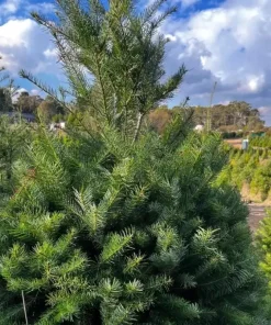 Douglas Fir Christmas Tree Live Plant – 3